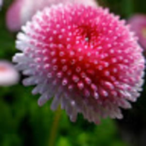 Meet your Posher, Briann